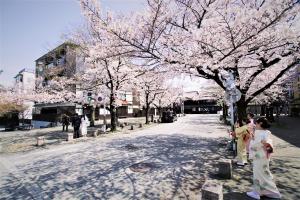 duas pessoas debaixo de uma árvore com flores cor-de-rosa em Hotel Alza Kyoto em Quioto