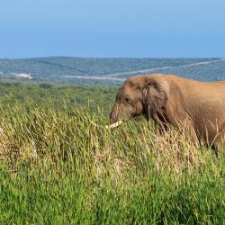 Addo Elephant Park 26 domków wiejskich