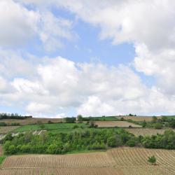 Vojvodina 21 chalets