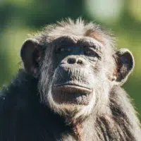 Chimp Taffy