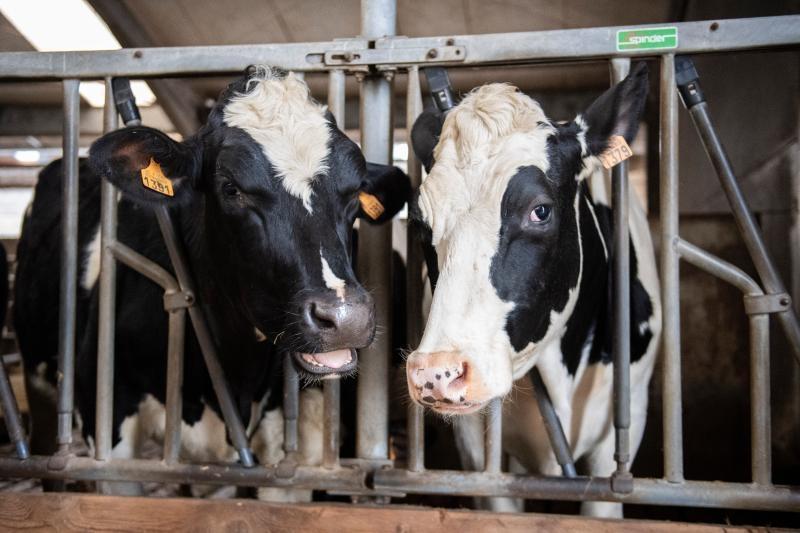 Dairy farm