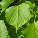 Image of Littleleaf Linden