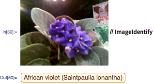 (African violet) // ImageIdentify