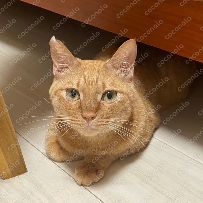 ソファの下から覗く猫