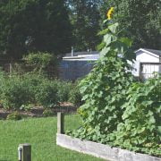 Growing Cucumbers In Raised Beds 37 Growing cucumbers in raised beds
