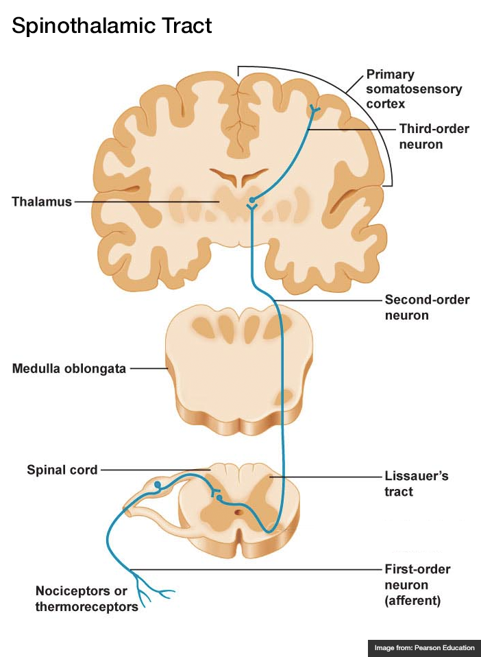 Spinothalamic Tract