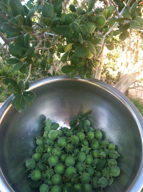 20130604-192534.jpg