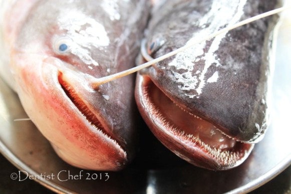 ikan tapah gigi wallago attu fish teeth