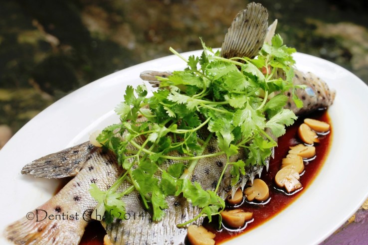 steamed live mouse grouper fish chinese style ginger garlic steamed mouse grouper humpback dotted steamed cod fish soy sauce