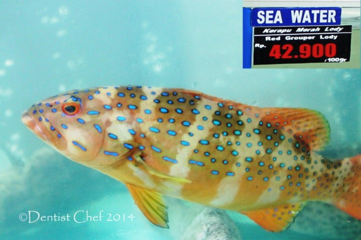 recipe steamed live grouper fish seven star grouper ikan kerapu sunu bintik biru besar