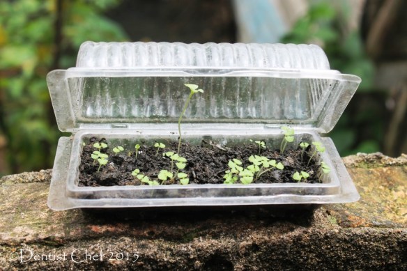 micro herbs holy basil growing in window with salad plastic box cookies