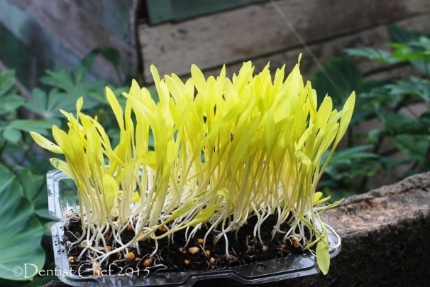 popcorn shoot corn sprout microgreen sweet corn yellow baby popcorm shoots