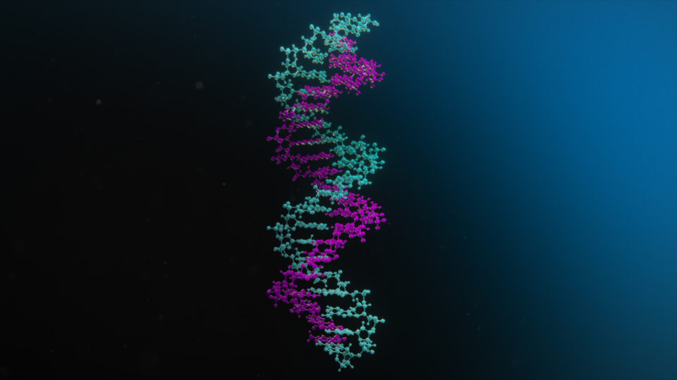 A germline illustration.