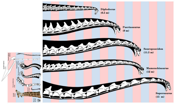 Necks of long-necked sauropods, to scale.