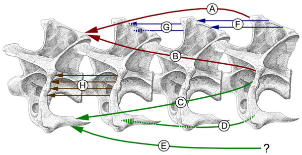 Simplified myology of the sauropod neck, in left lateral view, based primarily on homology with birds, modified from Wedel & Sanders (2002, figure 2).