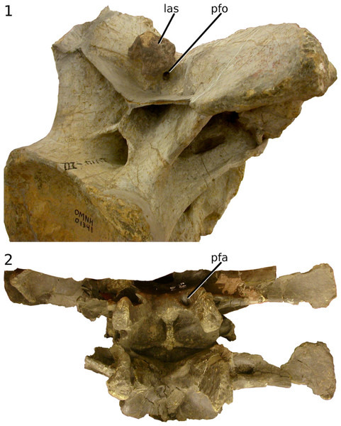 Ligament scars and pneumatic foramina in intermetapophyseal troughs.