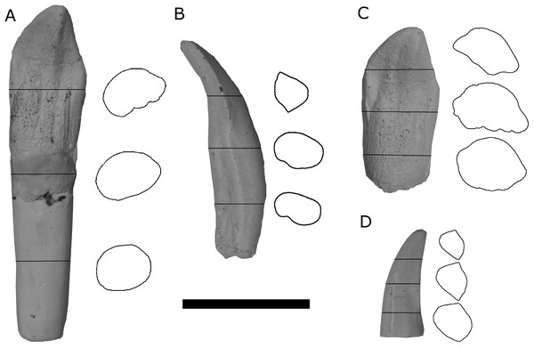 Photographs and cross-sectional outlines of cast specimens used in the flume experiment.