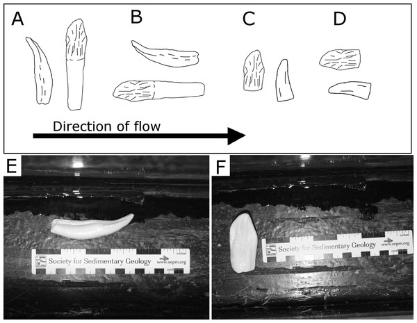 Examples of orientations of tooth casts.