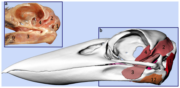 Comparing the dissection to the digital model.