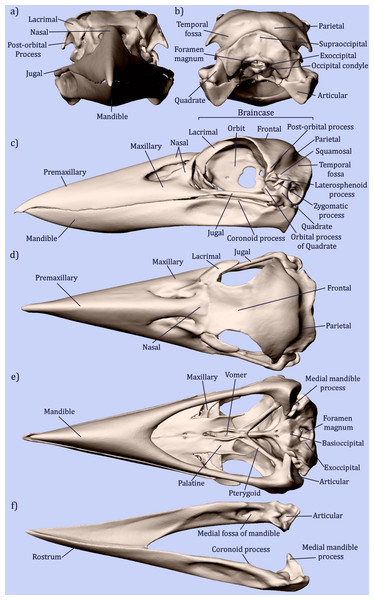 Osteology of the avian skull.