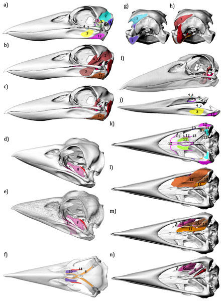 Jaw musculature of the Australian Laughing Kookaburra Dacelo novaeguineae.