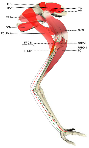 Schematic anatomical representation of Emu pelvic limb anatomy.