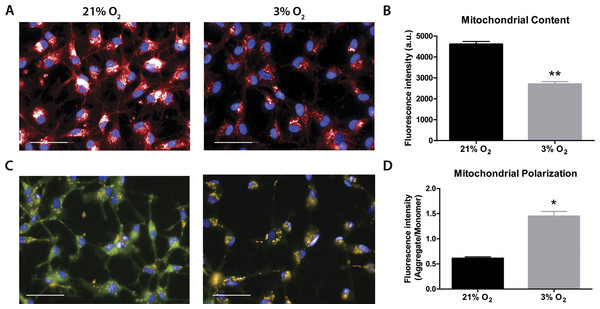 Evaluation of mitochondrial content by MitoTracker (A and B), in red; and mitochondrial membrane potential by JC-1 (C and D), in green and yellow.