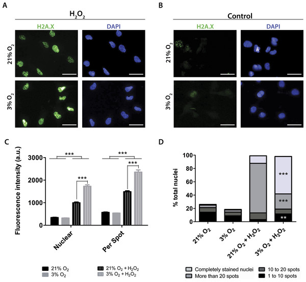 DNA damage as evidenced by H2A.X (green), either after hydrogen peroxide treatment (A) or under routine conditions (B).