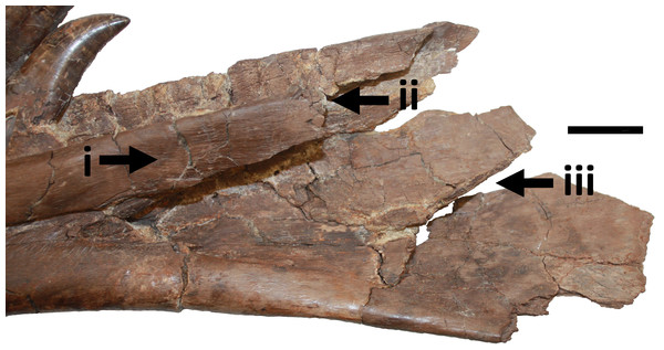 Damage to posterior part of dentary.