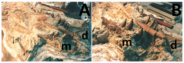 Position of the mandible during preparation.