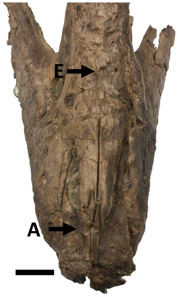 Snout in dorsal view showing damage A to the ascending processes of the premaxillae and E, a large subcircular lesion in the nasals.