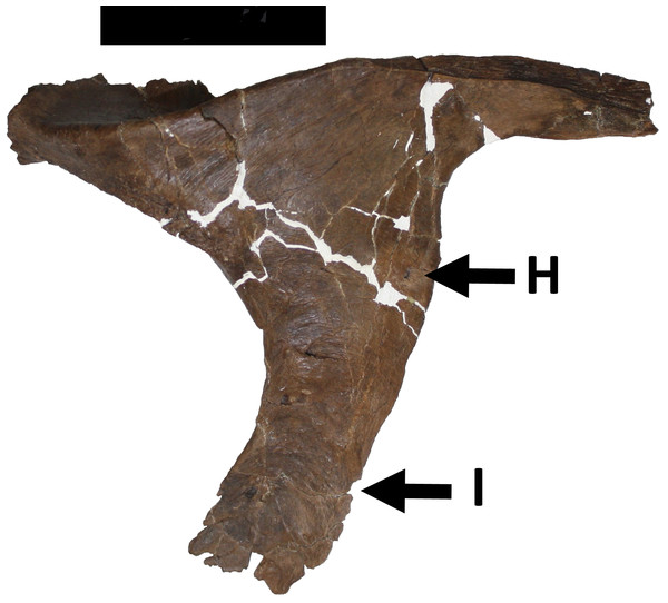 Damage to the postorbital.