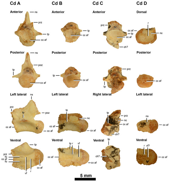 Caudal vertebrae of IVPP V20341.