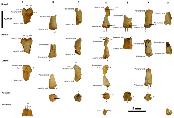 Hindlimb elements of IVPP V20341.