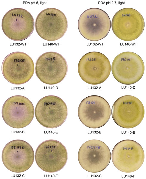 Colony appearance/conidiation of mutants.