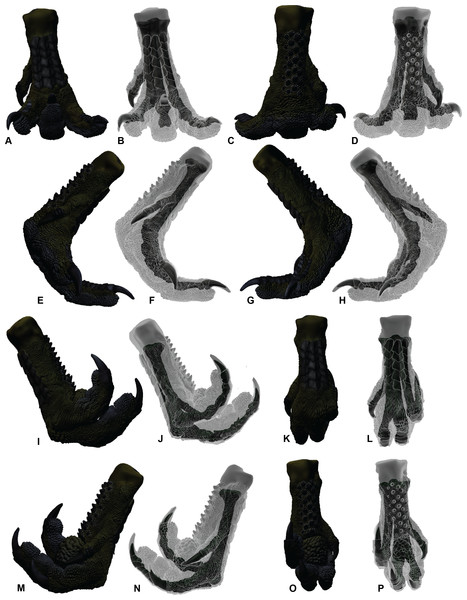 Soft tissue ROM of the Australovenator pes.