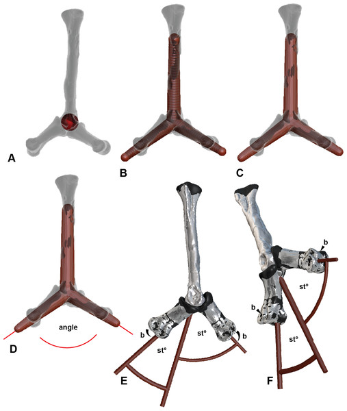 Determining the ROM using Zbrush and Rhino 5.0 using metatarsal II (MTII) and II-1 as an example.