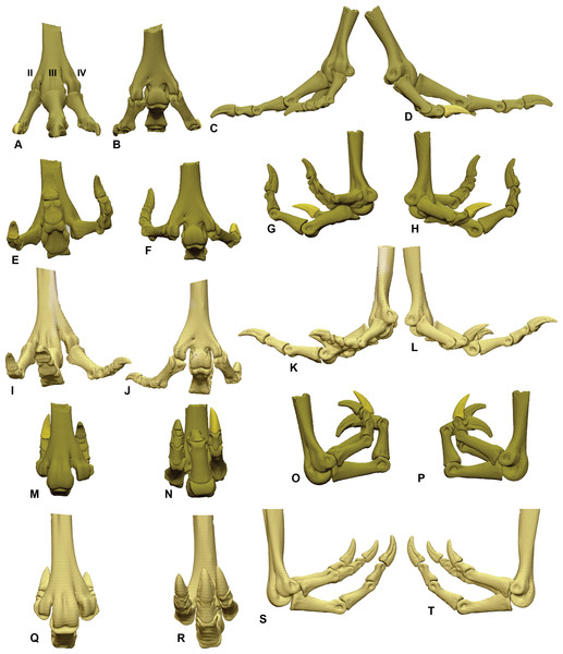 ROM of the Dromaius pes with and without soft tissue.