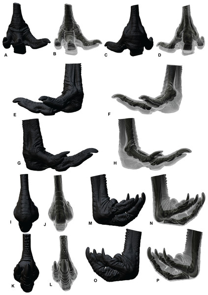 Soft tissue ROM of the  Dromaius pes.