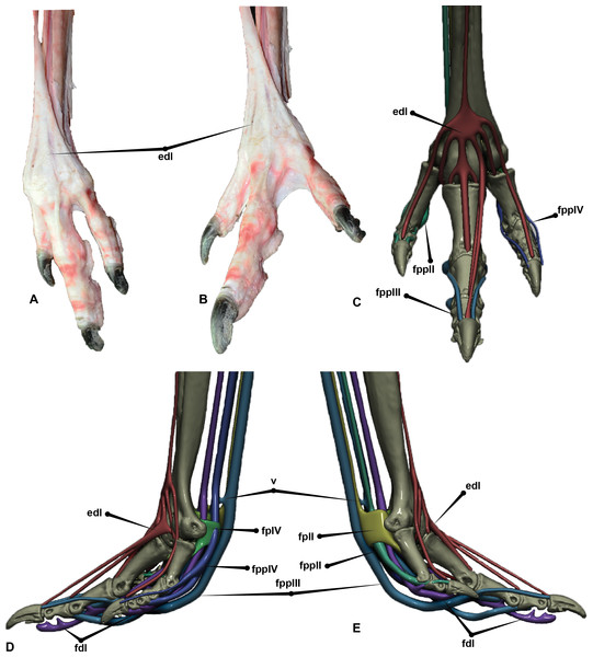 Extensors of the Dromaius pes.