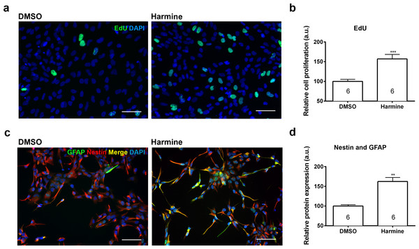 Quantification of the proliferation and differentiation of hNPCs after treatment with harmine.