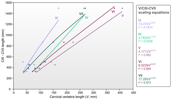 Relationships between azhdarchid cervical vertebrae to cervical III–VII length.