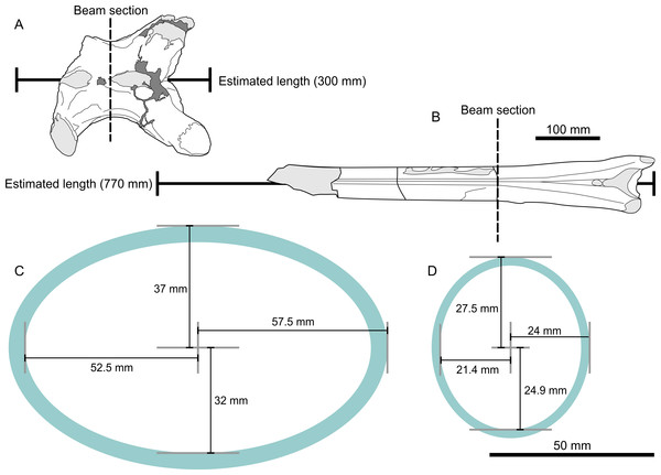 Metrics and cross sections used in estimates of bending strength analysis.