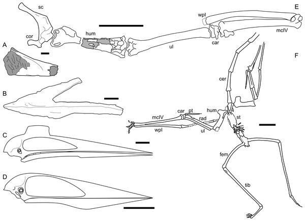 Azhdarchid disparity in cranial and limb anatomy.