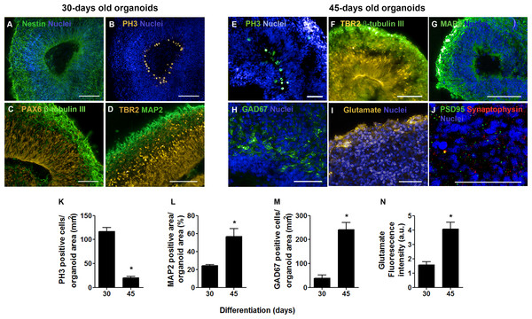 Cerebral organoid cytoarchiteture after 30 and 45 days in culture.