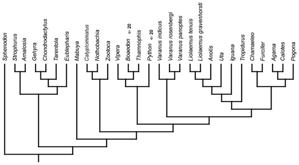 Heterochronic events in lepidosaur evolution.