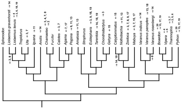 Heterochronic events in lepidosaur evolution.