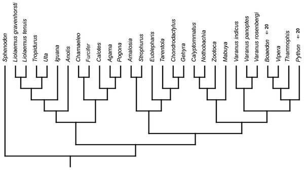 Heterochronic events in lepidosaur evolution.