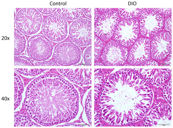 HE staining in the testis of control and high fat diet fed SD rat (original magnification, 20 × and 40 ×).