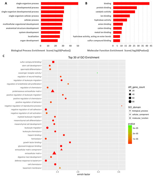 GO analysis of differentially expressed mRNAs.